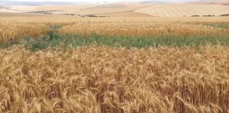 Lucerne: effects of crop residues and wheat as a nurse crop