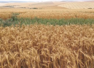 Lucerne: effects of crop residues and wheat as a nurse crop