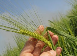 GEBARSTE PITTE BY GARS: die impak van kwaliteit op winsmarge