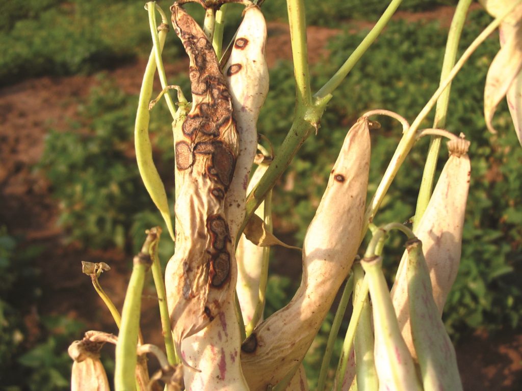 Dry bean production thwarted by opportunistic seed-borne disease