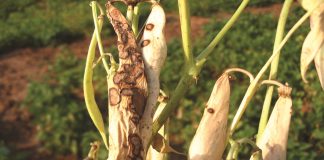 Dry bean production thwarted by opportunistic seed-borne disease