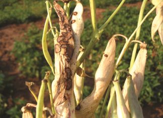 Dry bean production thwarted by opportunistic seed-borne disease