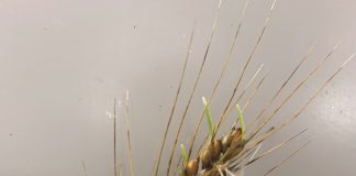 Navigating the threat of pre-harvest sprouting of wheat