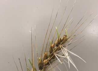 Navigating the threat of pre-harvest sprouting of wheat
