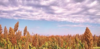 SORGHUM TEA: a steaming cup of sustainable innovation