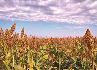 SORGHUM TEA: a steaming cup of sustainable innovation