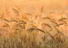 STEM RUST remains a THREAT to wheat production