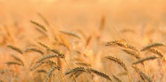 STEM RUST remains a THREAT to wheat production