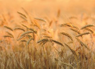 STEM RUST remains a THREAT to wheat production