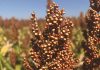 Groot planne vir die toekoms van sorghum in SA