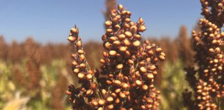 Groot planne vir die toekoms van sorghum in SA