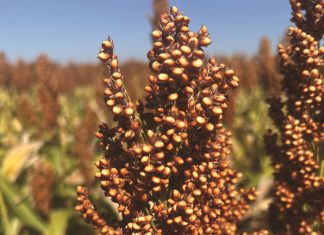 Groot planne vir die toekoms van sorghum in SA