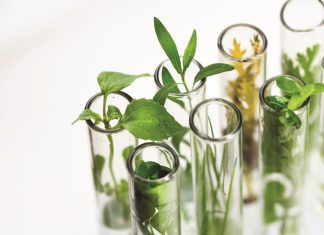 Exploring semiochemical-based strategies in pest management