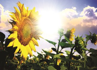 SO LYK SAADPRYSE in die nuwe seisoen