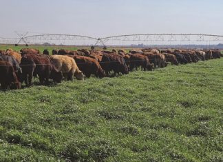 Waardetoevoeging die geheim by VLEISBEESPRODUKSIE