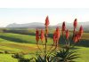 SAVE THE OVERBERG: protecting a unique landscape