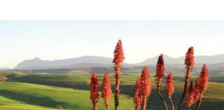 SAVE THE OVERBERG: protecting a unique landscape