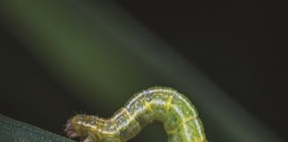 INSECTICIDE RESISTANCE – FOOD SECURITY AT RISK