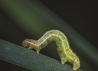 INSECTICIDE RESISTANCE – FOOD SECURITY AT RISK