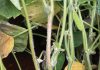 US producers’ success in managing SCLEROTINIA STEM AND HEAD ROT