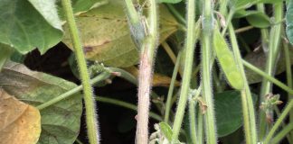 US producers’ success in managing SCLEROTINIA STEM AND HEAD ROT