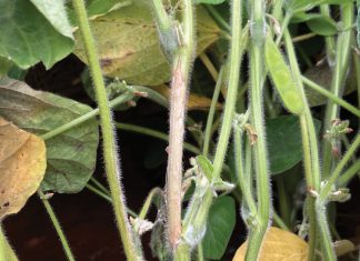US producers’ success in managing SCLEROTINIA STEM AND HEAD ROT