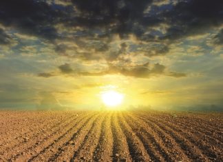 Is dit raadsaam on na ‘n droogte op BEMESTING te bespaar?