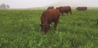 ALTERNATIVE FERTILISER and MANAGEMENT OF PLANTED PASTURES and COVER CROPS