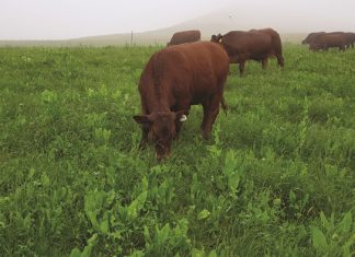 ALTERNATIVE FERTILISER and MANAGEMENT OF PLANTED PASTURES and COVER CROPS