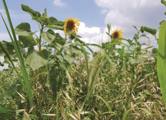 Dekgewasse veerkragtigheid en risiko
