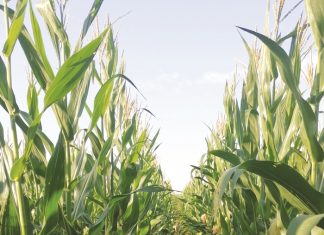 Desmond se unieke pad na HERLEWINGSLANDBOU