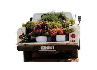 NAMPO-ervaring MET ’N KAAPSE GEUR