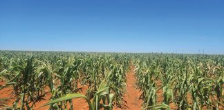 Sonneblom se prestasie in droogte ’N MOET VIR DIE WESTE