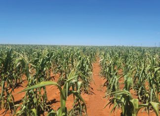 Sonneblom se prestasie in droogte ’N MOET VIR DIE WESTE