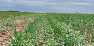 Addressing weed challenges in modern agriculture