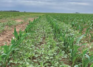 Addressing weed challenges in modern agriculture