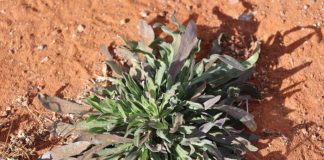 The answer to EFFECTIVE CUTWORM CONTROL is timely weed management