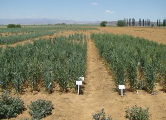 SELEKSIEDRUK beïnvloed effektiewe beheer van PLAAGINSEKTE