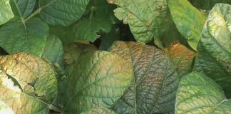 Observations from sunflower and soybean disease surveillance