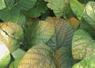 Observations from sunflower and soybean disease surveillance