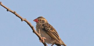 Transboundary pest detection – navigation strategies for SA