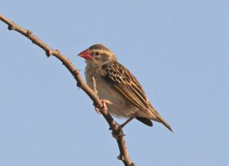 Transboundary pest detection – navigation strategies for SA