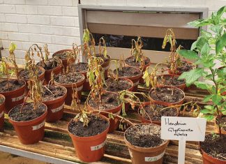 Onkruiddoders – oordosering se skadelike gevolge