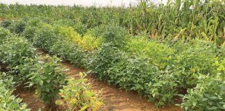 NEMATODE PESTS – a significant and persistent challenge