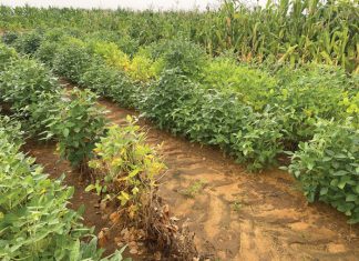 NEMATODE PESTS – a significant and persistent challenge