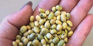 GROEN PITTE se effek op PERS VAN SOJABONE