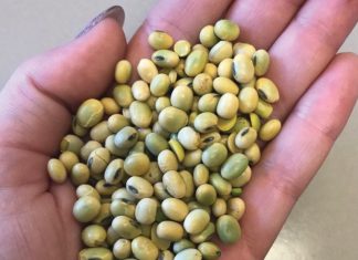 GROEN PITTE se effek op PERS VAN SOJABONE