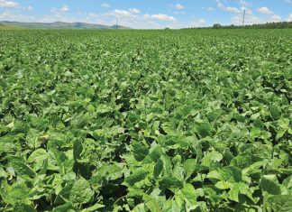 Waarom sojabone plant?