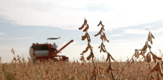DATA ON PRODUCER DELIVERIES compared to crop estimates