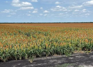 Wat Graan SA se sorghumproewe vir 2023/2024 onthul